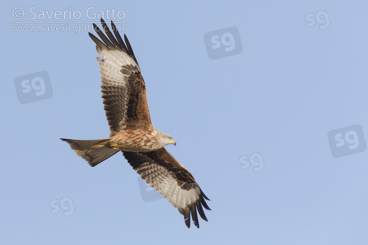 Red Kite