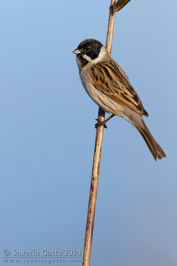 Reed Bunting