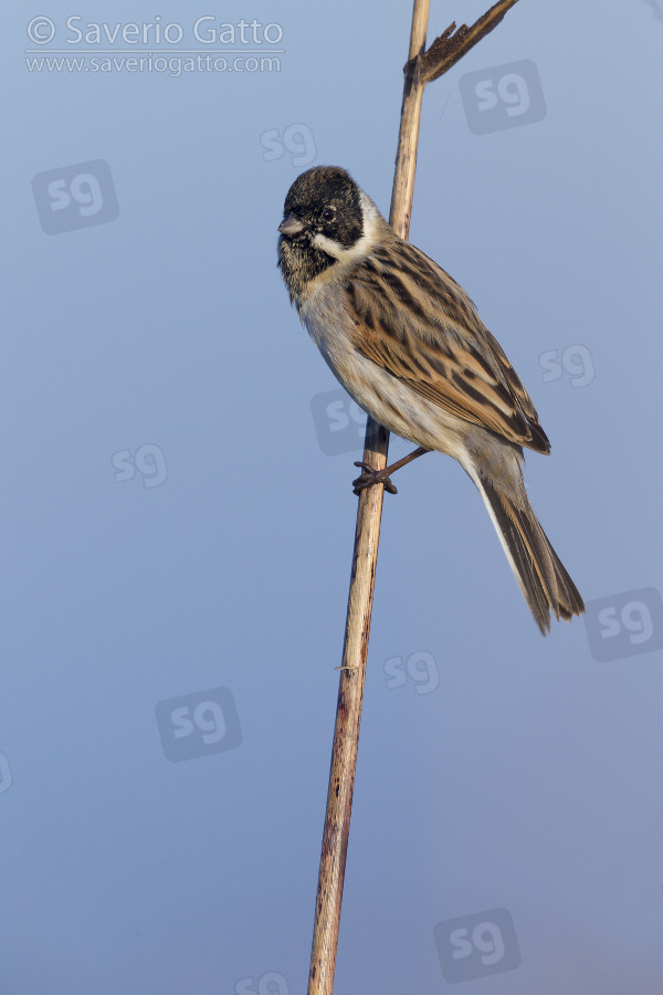 Reed Bunting