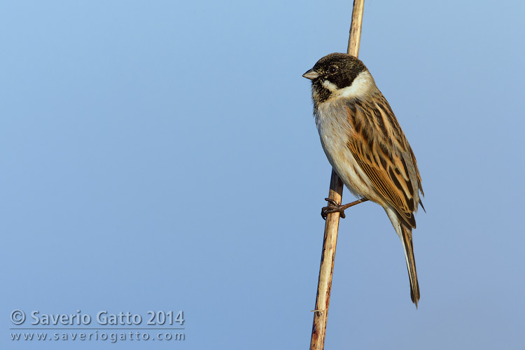 Reed Bunting