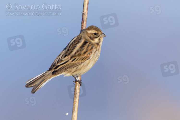 Reed Bunting