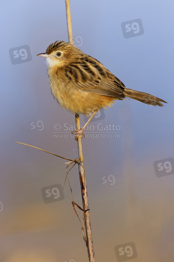 Zitting cisticola