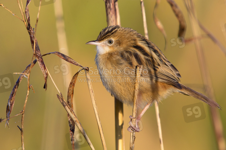 Zitting cisticola