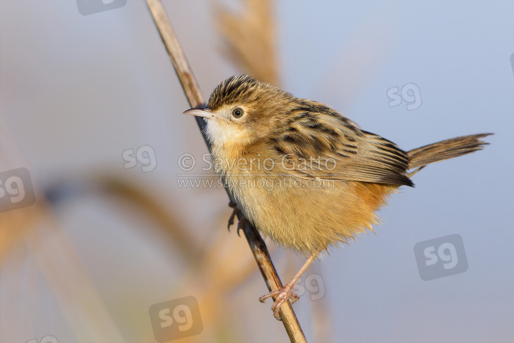 Zitting cisticola