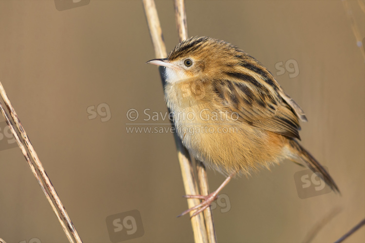 Zitting cisticola