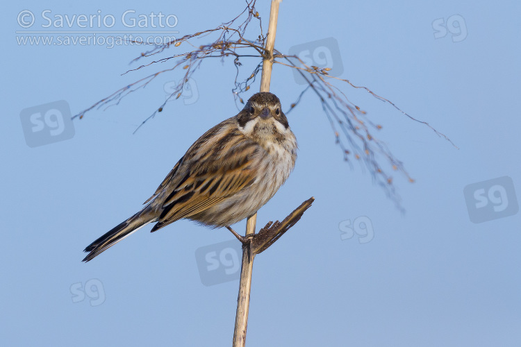 Reed Bunting