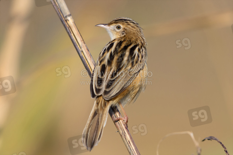 Zitting cisticola