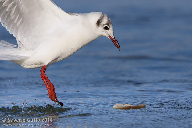 Black-headed Gull