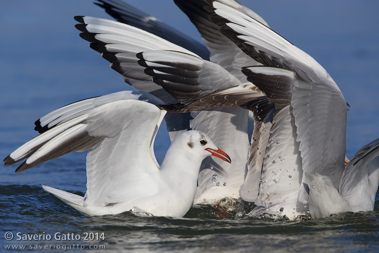 Black-headed Gull