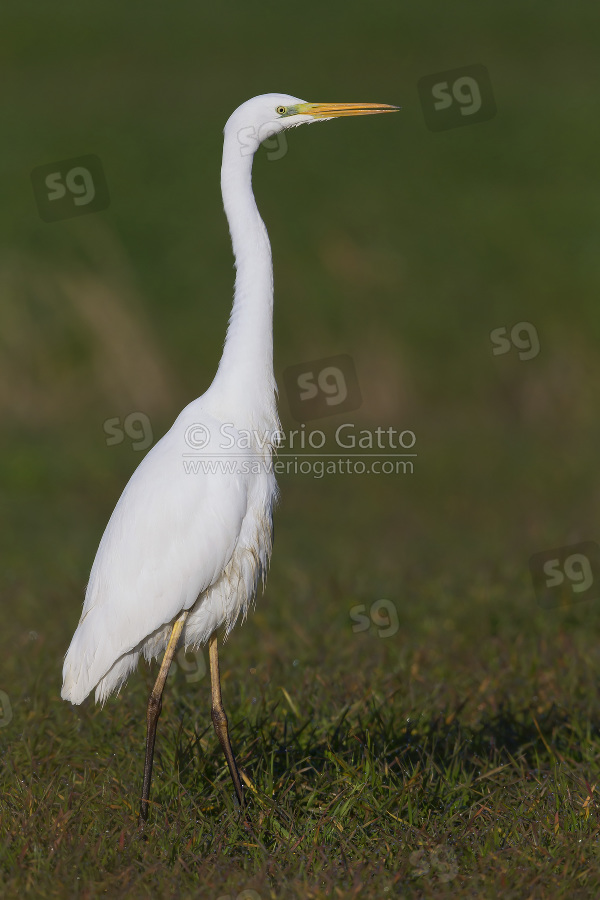 Airone bianco maggiore