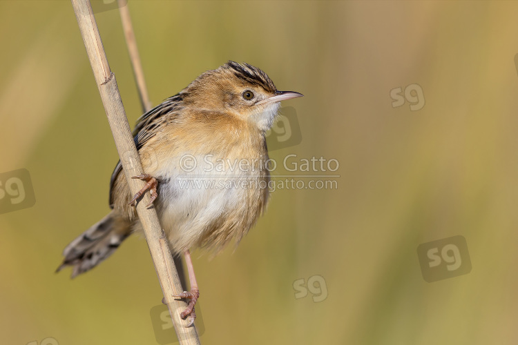 Zitting Cisticola