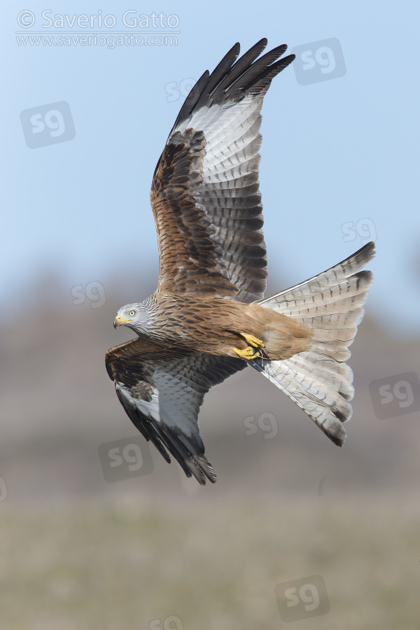 Red Kite