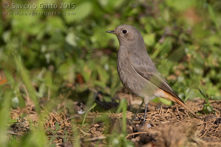 Black Redstart