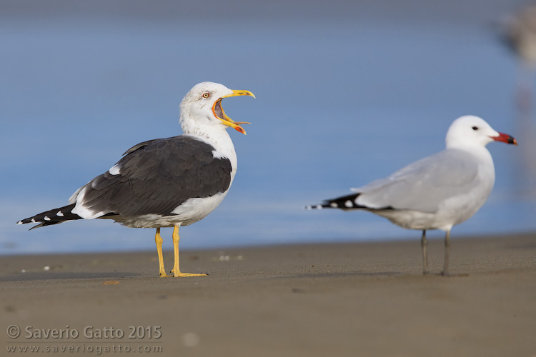 Lesser Black-backed Gull