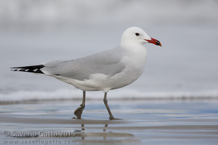 Audouin's Gull