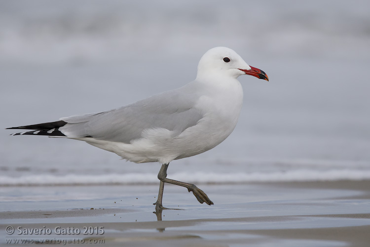 Audouin's Gull