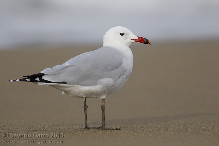 Audouin's Gull