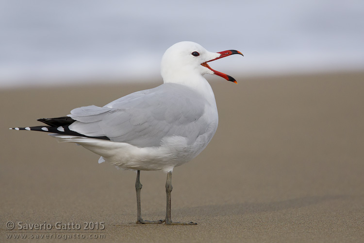 Audouin's Gull