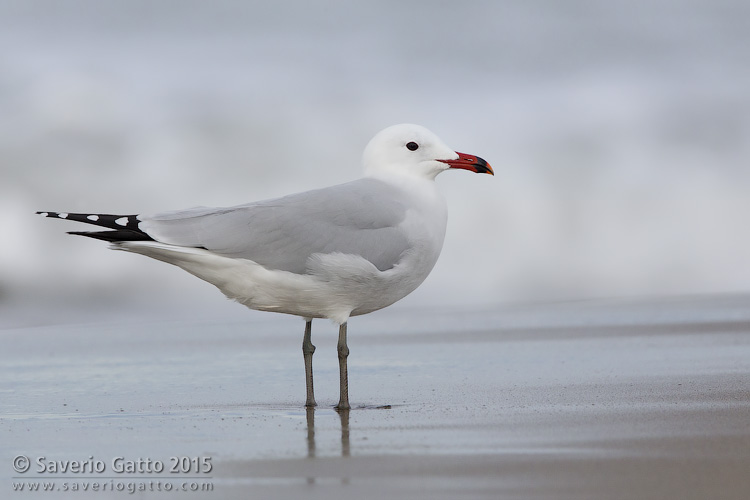 Audouin's Gull