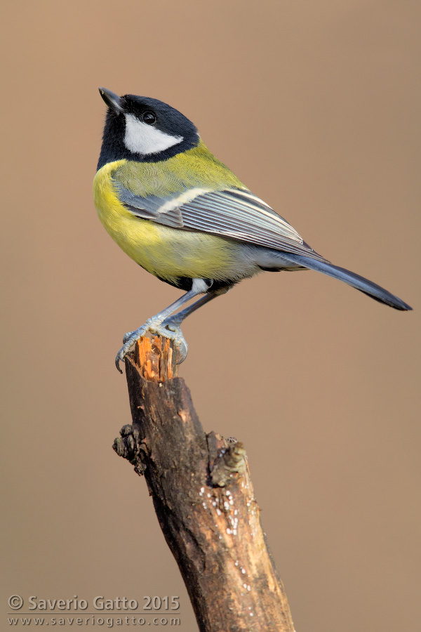 Great Tit