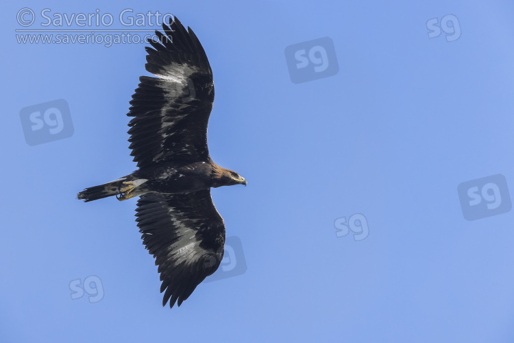 Aquila reale, giovane in volo visto dal basso