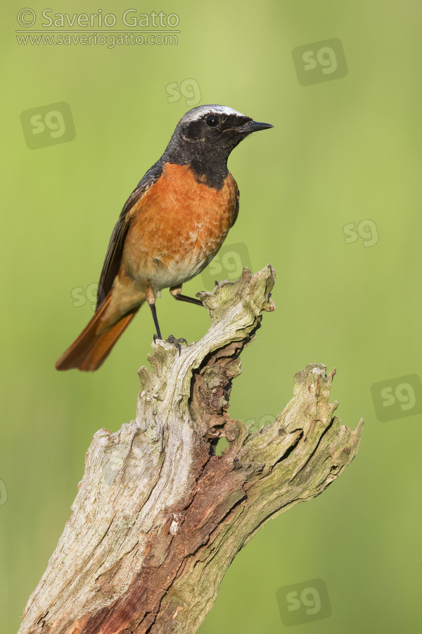 Common Redstart, front view of an adult male perched on a dead trunk