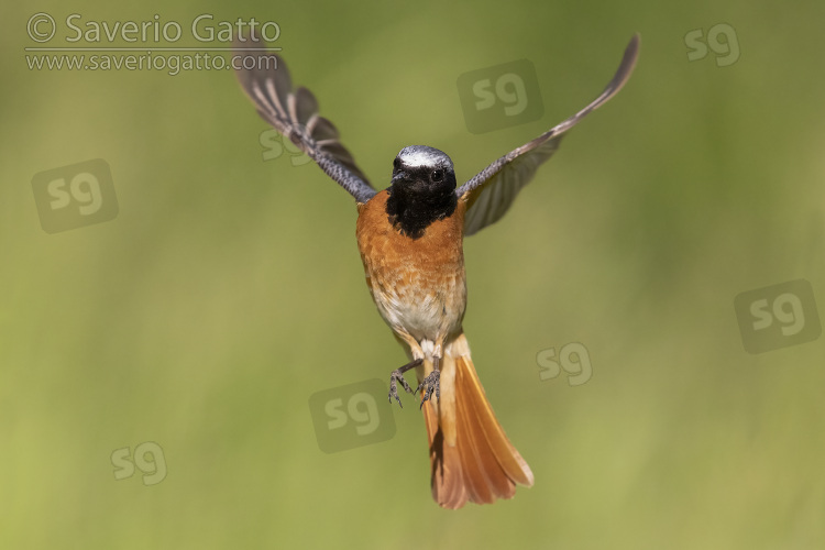 Common Redstart, front view of an adult male in flight