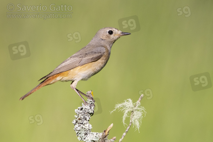 Common Redstart, side view of an adult female perched on a branch