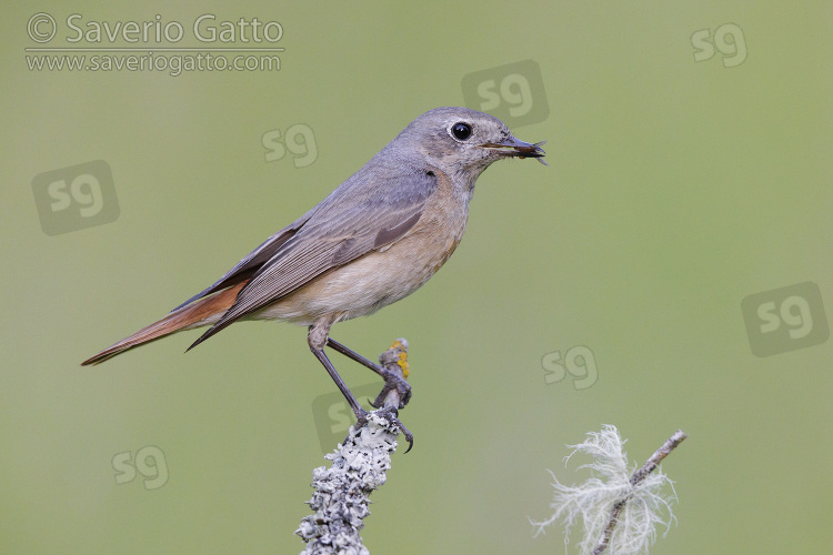 Common Redstart, side view of an adult female perched on a branch