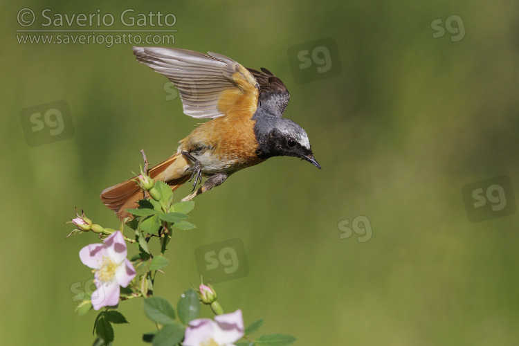 Common Redstart, side view of an adult male at take-off