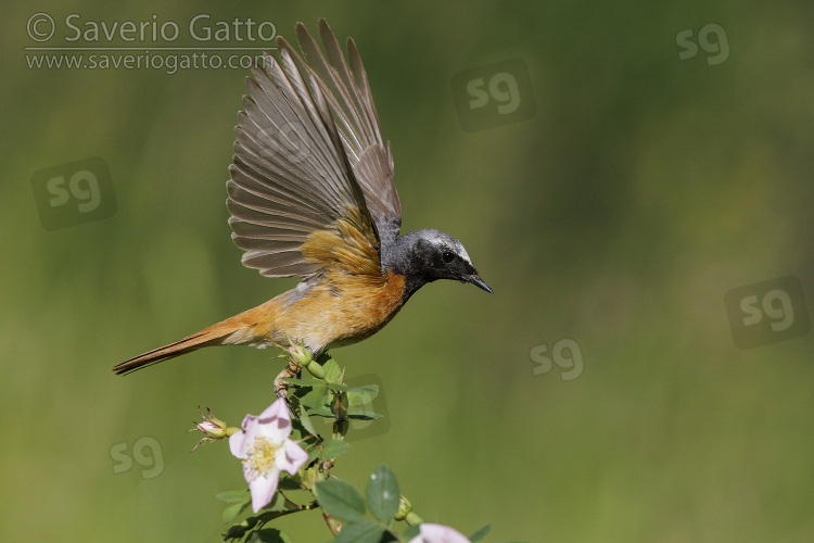 Common Redstart, side view of an adult male at take-off