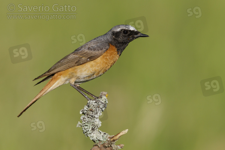 Common Redstart, side view of an adult male perched on a branch