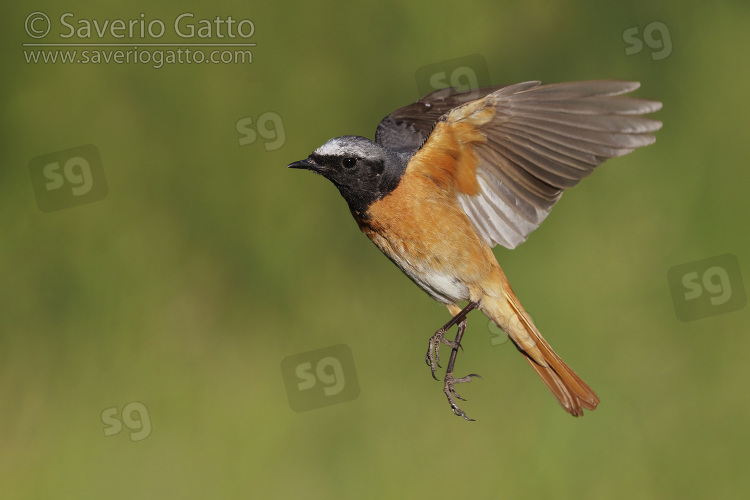 Common Redstart, side view of an adult male in flight