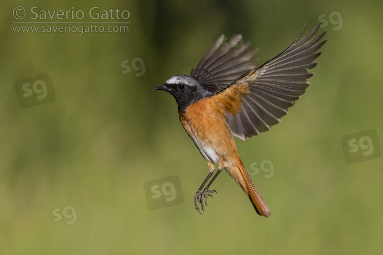 Common Redstart, side view of an adult male in flight