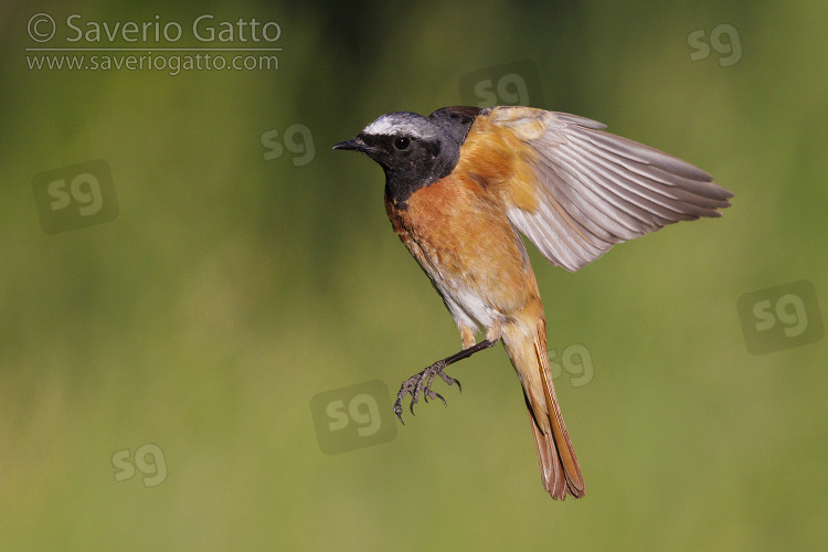 Common Redstart, side view of an adult male in flight