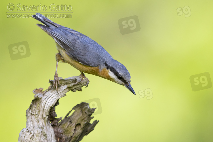 Eurasian Nuthatch, adult male perched on an old trunk