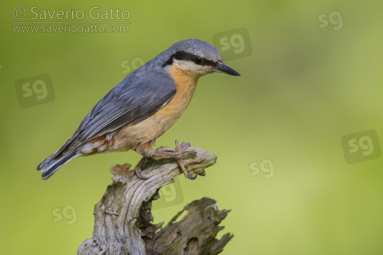 Eurasian Nuthatch, side view of an adult perched on an old branch