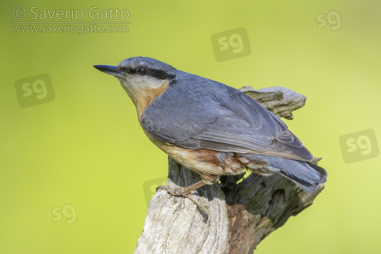 Eurasian Nuthatch, adult perched on an old trunk