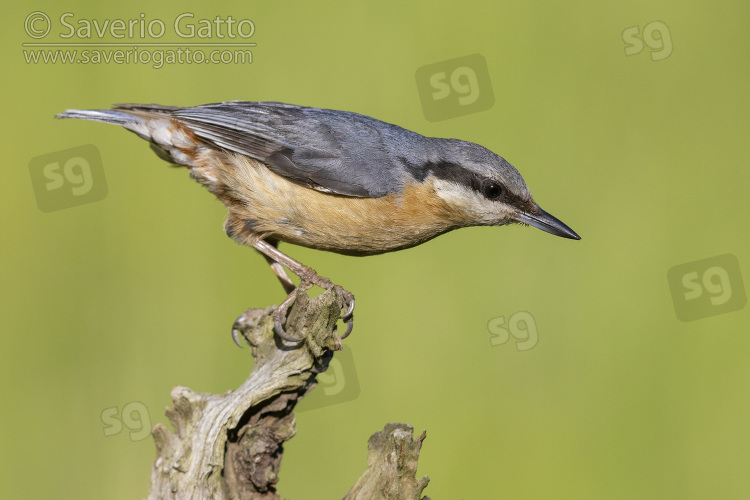 Eurasian Nuthatch, side view of an adult perched on an old branch