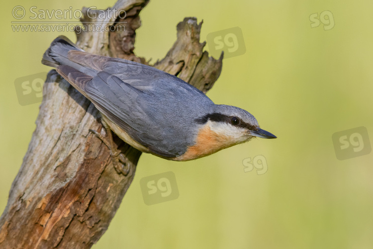 Eurasian Nuthatch, adult perched on an old branch