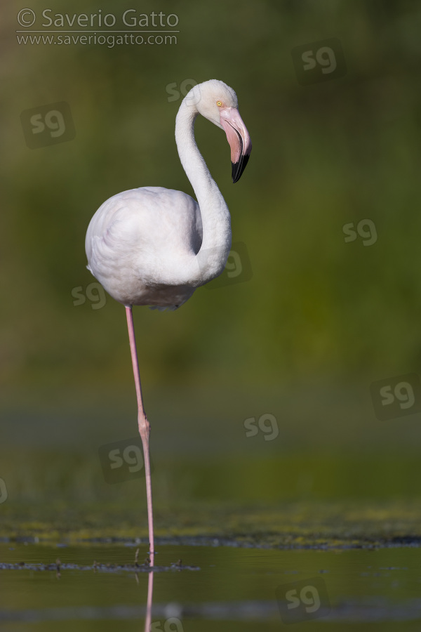 Greater Flamingo, front view of an adult standing in a swamp