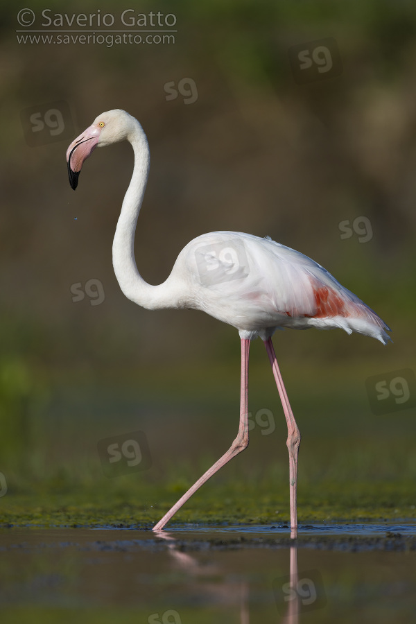 Greater Flamingo, side view of an adult standing in a swamp