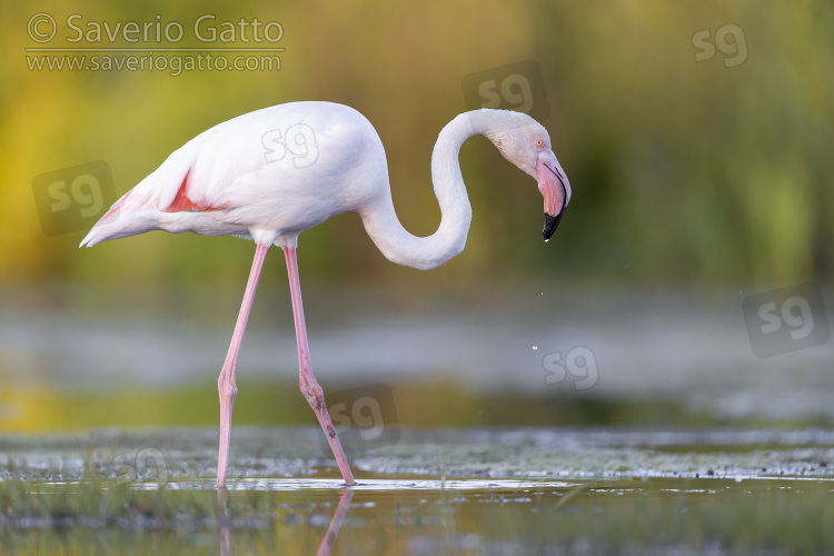 Greater Flamingo, side view of an adult standing in a swamp