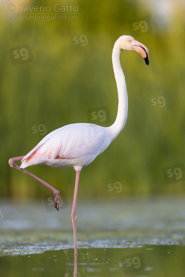 Greater Flamingo, side view of an adult standing in a swamp