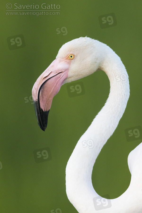 Greater Flamingo, adult close-up