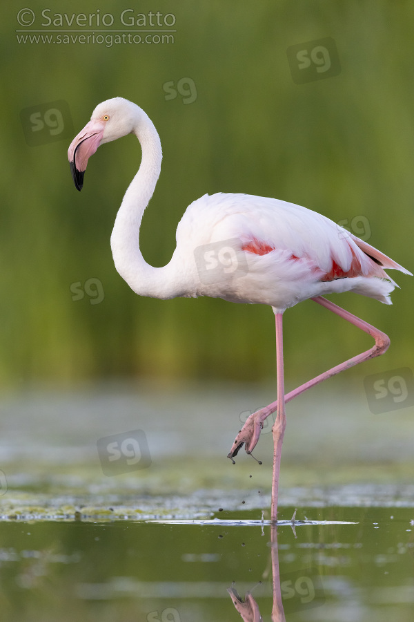 Greater Flamingo, side view of an adult standing in a swamp