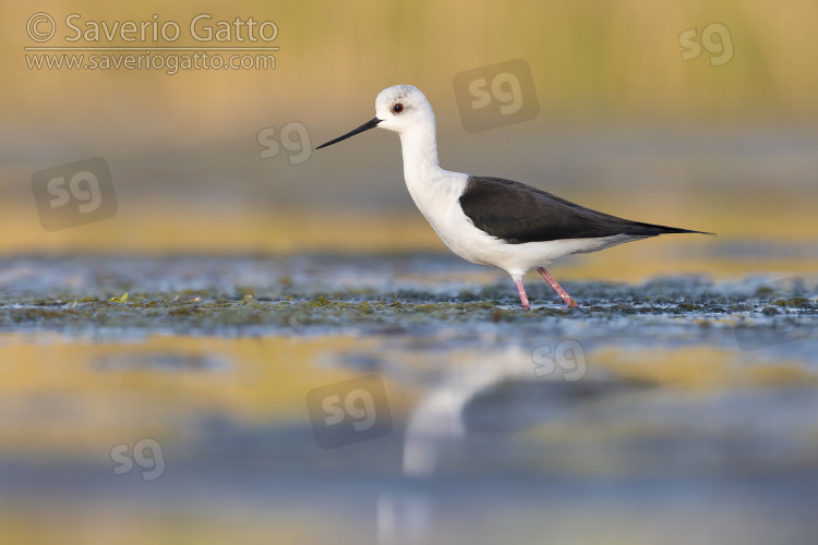 Black-winged Stilt, side view of an adult male standing in the water