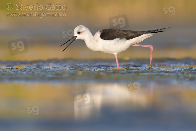 Black-winged Stilt