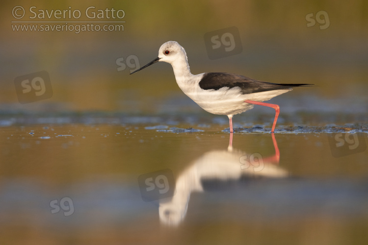 Black-winged Stilt, side view of an adult female standing in the water