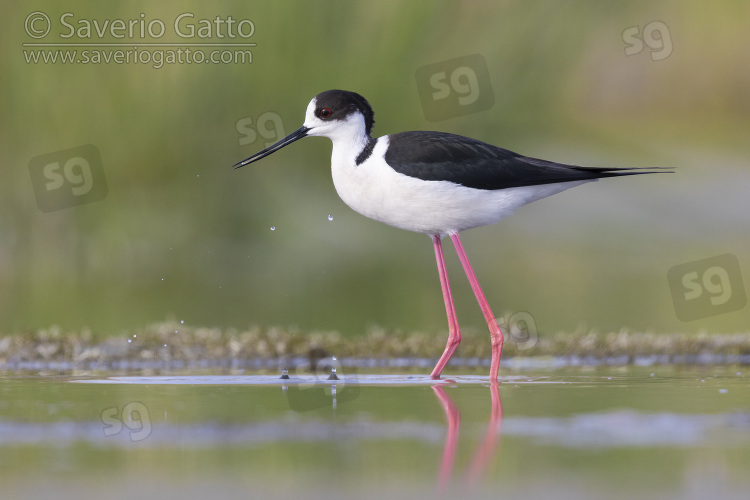 Black-winged Stilt